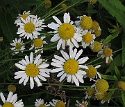 IMG_9374