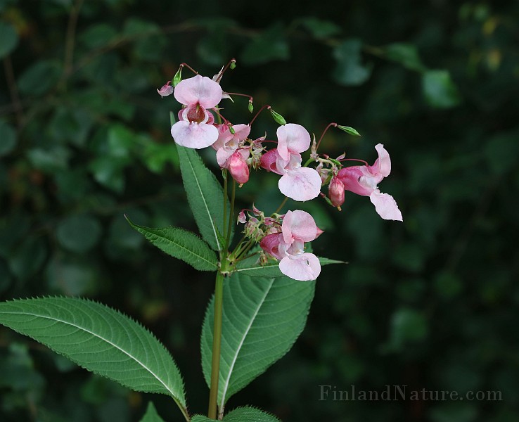 IMG_1684.JPG