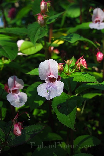 IMG_2429.JPG