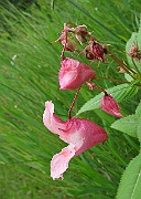 IMG_3393
