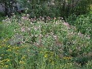 IMG_3798