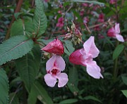 IMG_3811