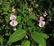 IMG_8654