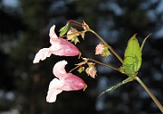 IMG_8663
