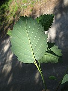 IMG_2383