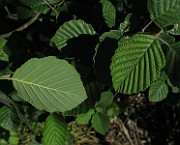 IMG_7051