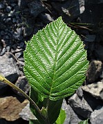 IMG_8745