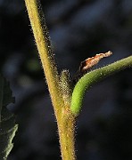 IMG_8752