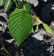 IMG_8753