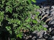 IMG_8754