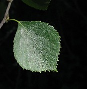 IMG_7080