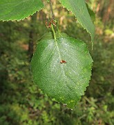 IMG_7332