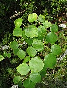 IMG_8216