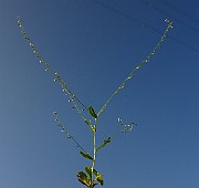 IMG_1706