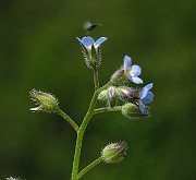 IMG_2990