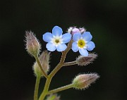 IMG_2996