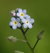 IMG_4321