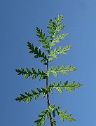 IMG_6162