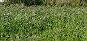 IMG_6164