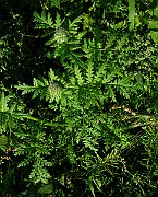 IMG_6165