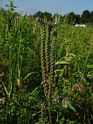 IMG_6175