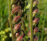 IMG_6176