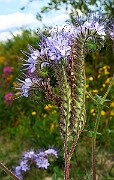 IMG_7014