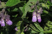 IMG_7163