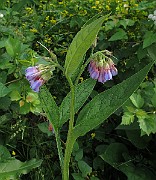 IMG_7107