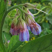 IMG_7110