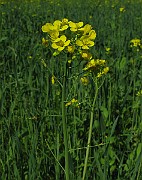 IMG_1929