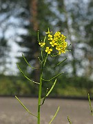 IMG_6123