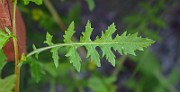 IMG_1712