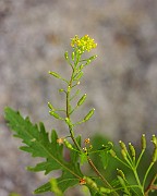 IMG_1714