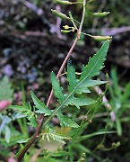 IMG_3714