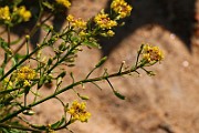 IMG_6286