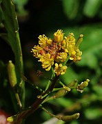 IMG_6292