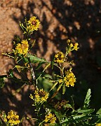 IMG_6293