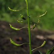 IMG_7891b