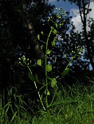 IMG_3715