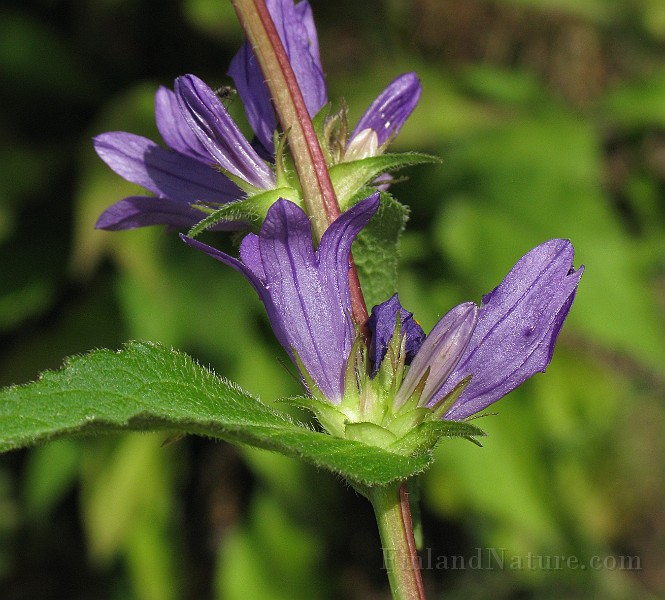 IMG_2941.jpg