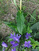 IMG_4421