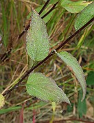 IMG_6981