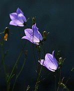 IMG_6594
