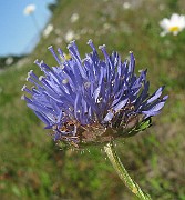 IMG_4241