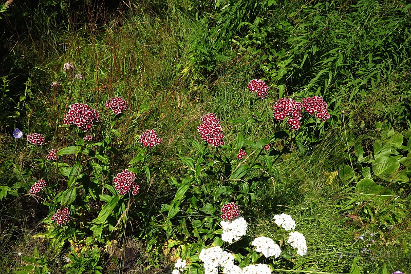 IMG_1484.JPG