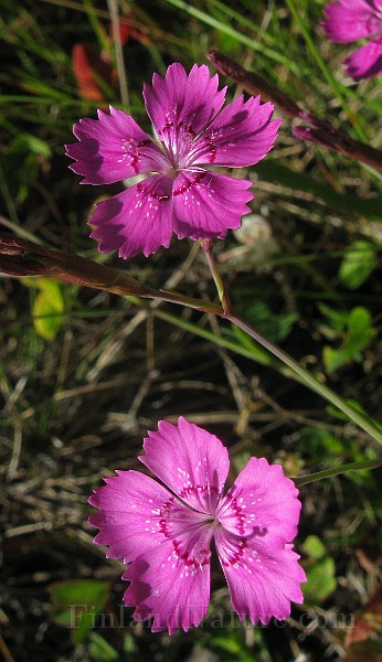 IMG_4255.jpg