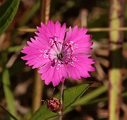 IMG_1216