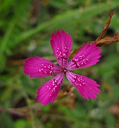 IMG_3722