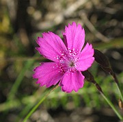 IMG_7794